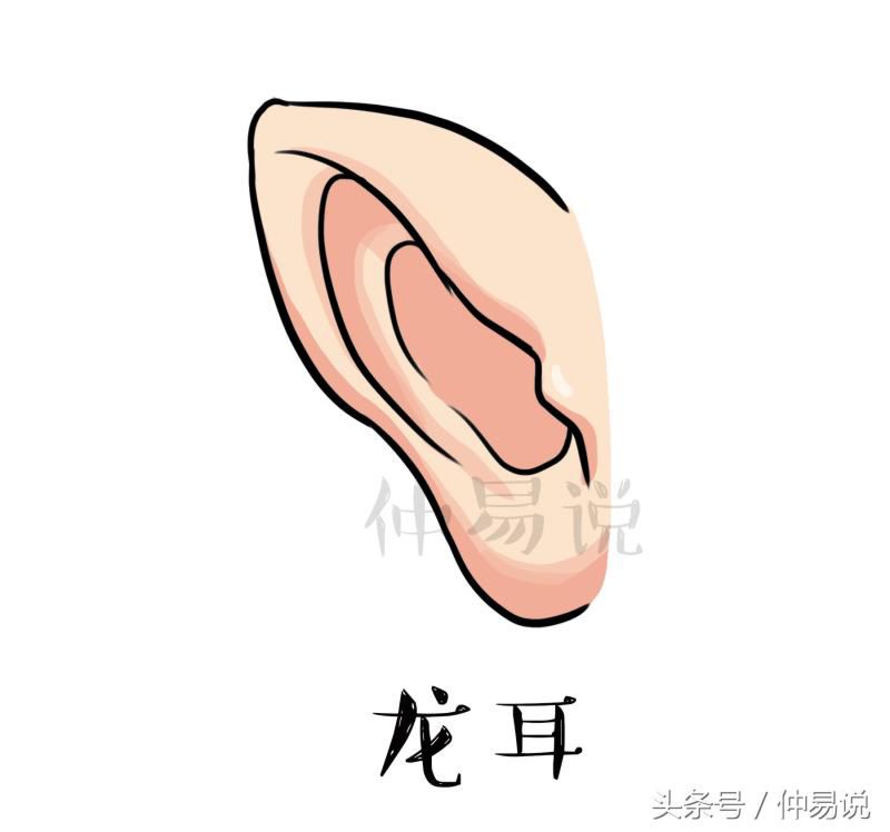 耳朵形状，看你一生的财富、事业有多大？
