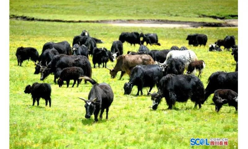 牛粪居然可以用来炫富？据说连金子都能被它比下去