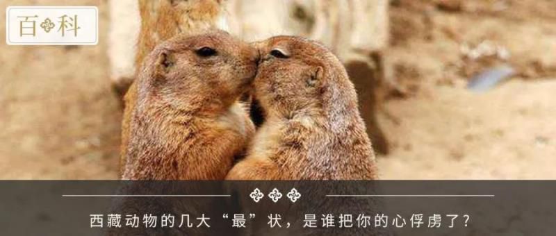 牛粪居然可以用来炫富？据说连金子都能被它比下去