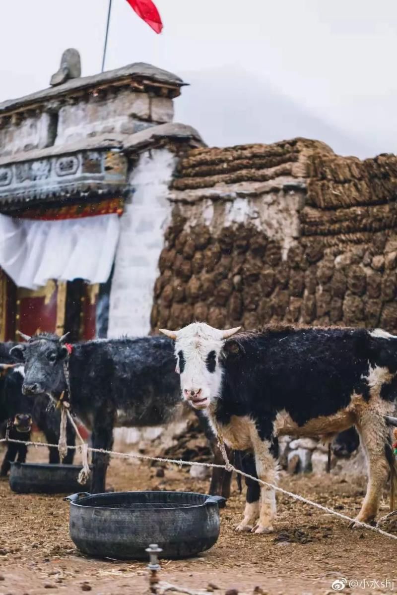 牛粪居然可以用来炫富？据说连金子都能被它比下去