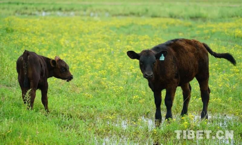 牛粪居然可以用来炫富？据说连金子都能被它比下去