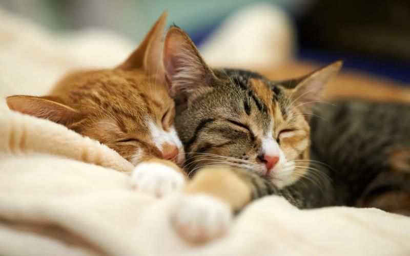 有关梦的歇后语，你知道多少？