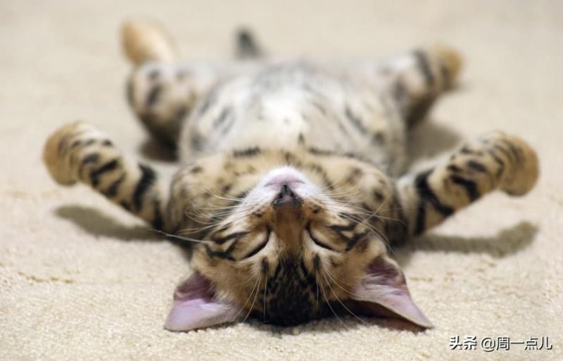 一只猫的虐亡，离我们有多远？