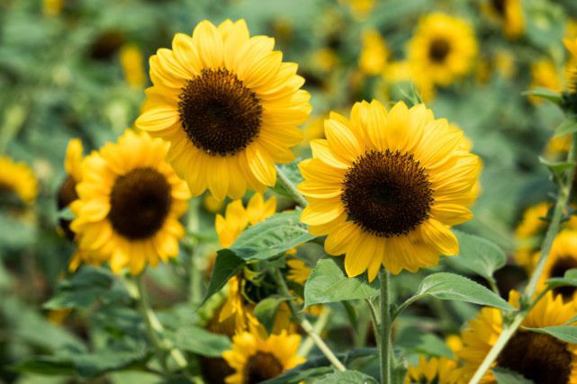 天秤座几年级是学霸吗男生,谁是12星座老大