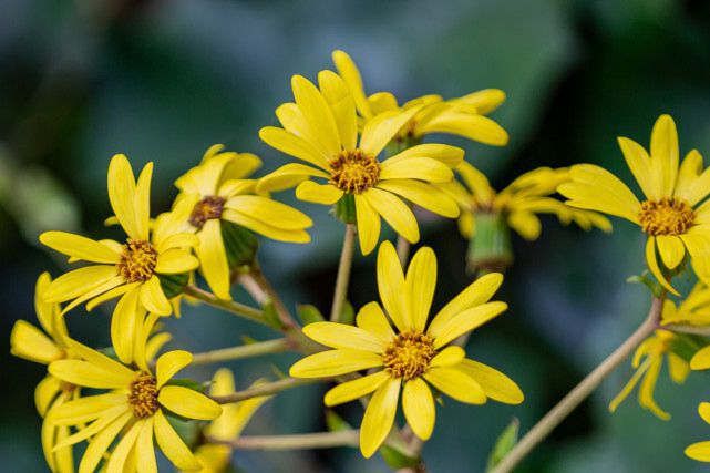 天秤座几年级是学霸吗男生,谁是12星座老大