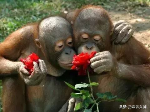 今天是5月22，夫妻日，百年一遇的吉祥日子，送给天下所有的夫妻