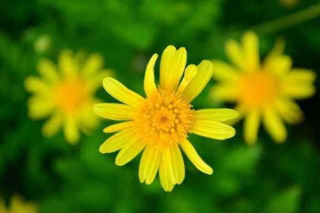 天秤座几年级是学霸吗男生,谁是12星座老大