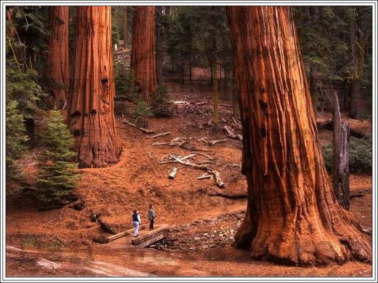 地球上最美的100张照片,尾龙骨胎记图片