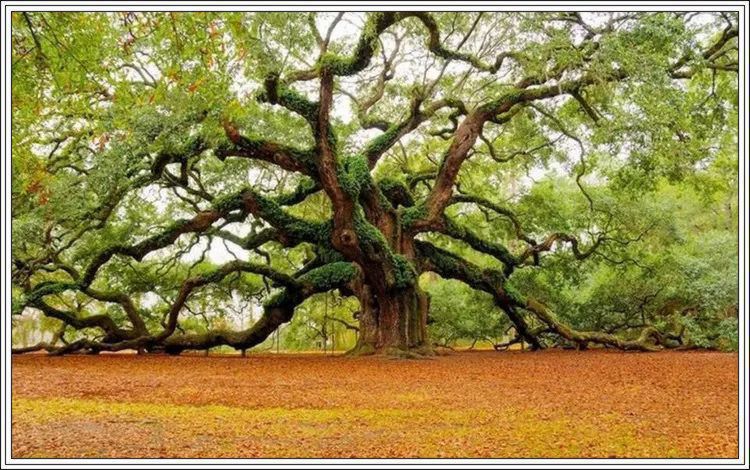 地球上最美的100张照片,尾龙骨胎记图片