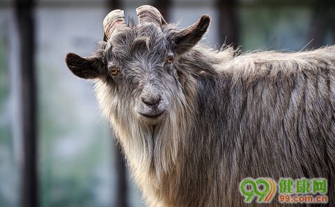 孕妇梦见山羊意味着什么