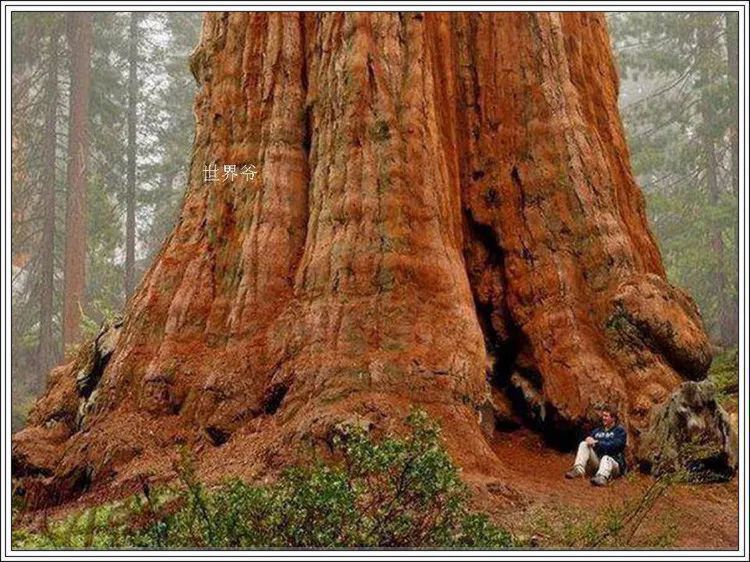 地球上最美的100张照片,尾龙骨胎记图片