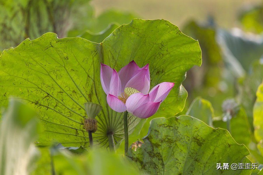 超级护妻狂魔的星座男,爱你才会碰你的星座男