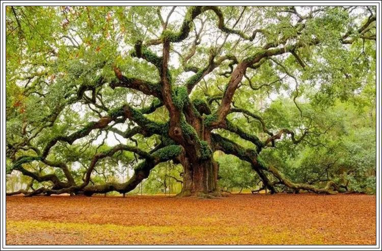 地球上最美的100张照片,尾龙骨胎记图片