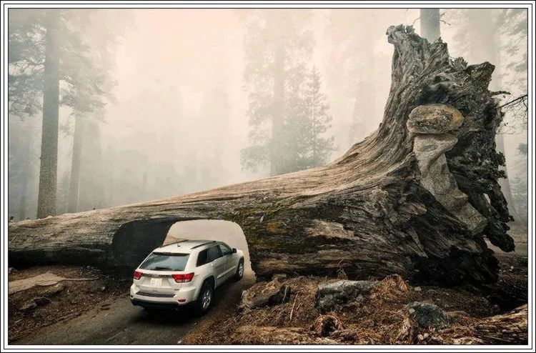 地球上最美的100张照片,尾龙骨胎记图片