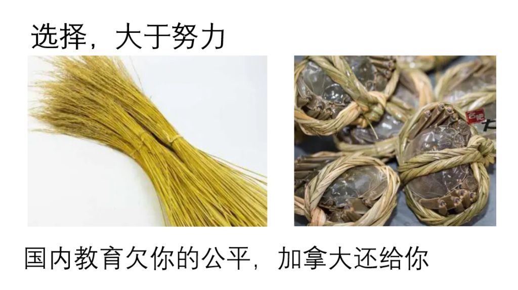 多伦多大学难进吗,考上多伦多大学的人牛吗