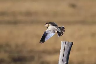 孕妇做噩梦预示什么,做噩梦是房间不干净吗