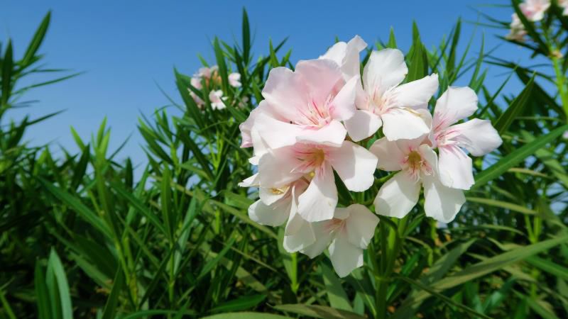 6月4日1日是什么星座,  6月4日什么星座