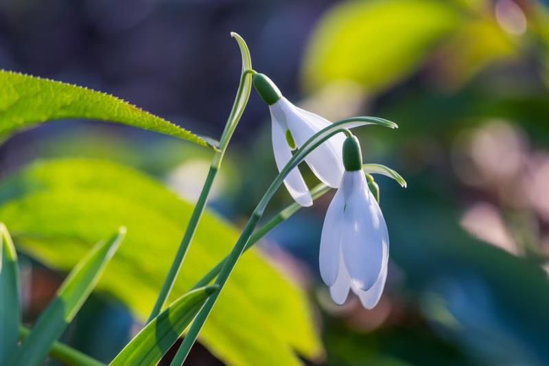 金牛座今日运势查询女,2022年金牛座女每月运势