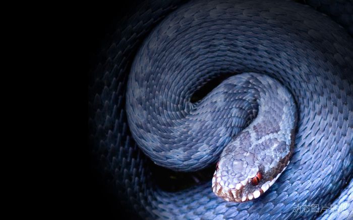 梦见蛇是什么意思女人,梦见蛇的七大预兆