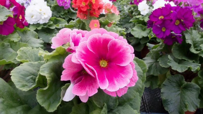 6月4日1日是什么星座,  6月4日什么星座