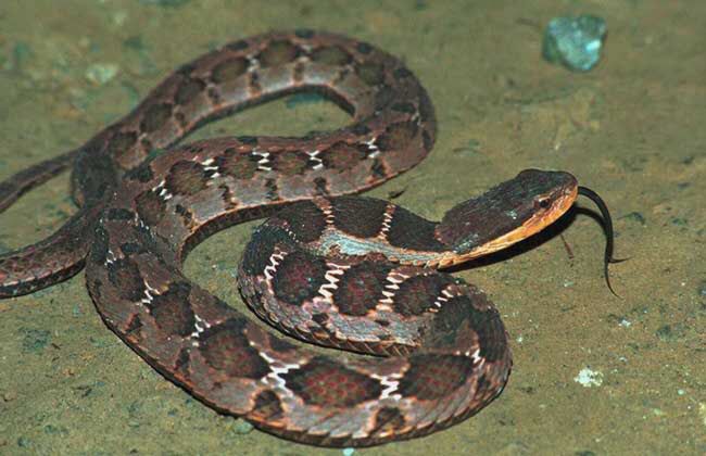 梦见蛇是什么意思女人,梦见蛇的七大预兆