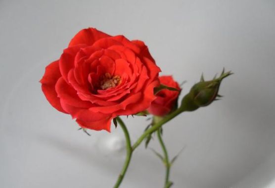 心理测试：看你喜欢的玫瑰花，测测有多少人暗恋你？