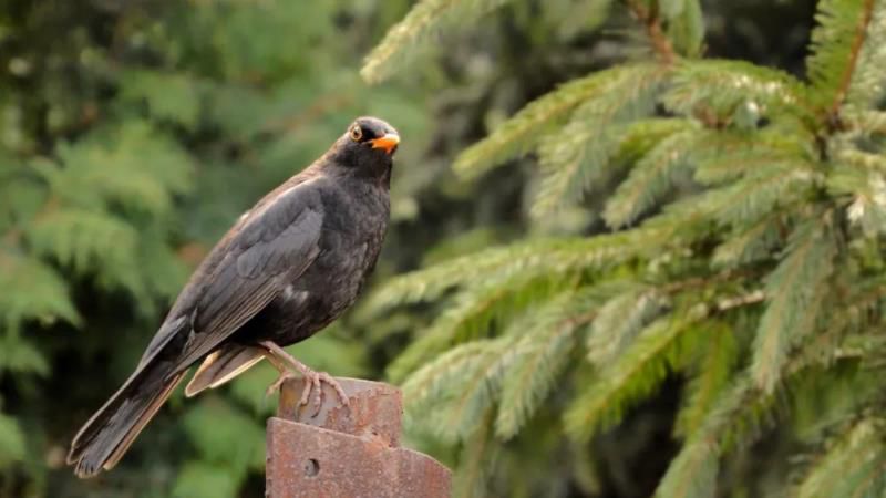 处女座紫微星座运势健康,2022年开始走大运的星座