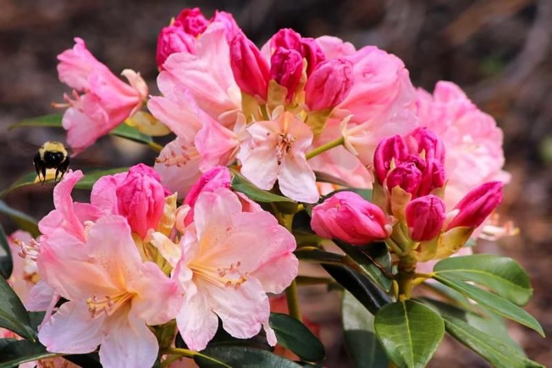 金牛座今日运势查询女,2022年金牛座女每月运势