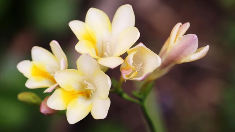 6月4日1日是什么星座,  6月4日什么星座