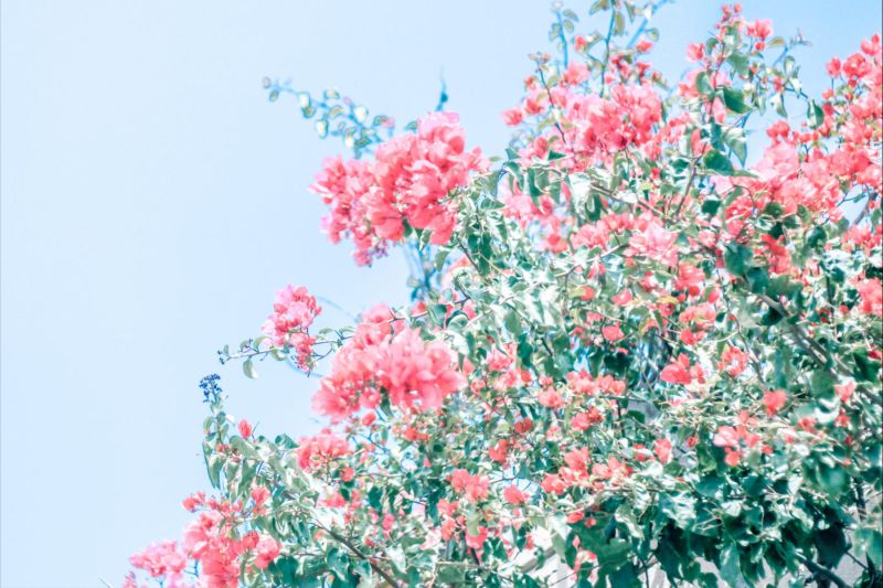 双鱼座本月运势,双鱼座最近要发生的事