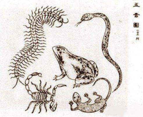 五毒月九毒日是什么意思,毒五月不能同房的日