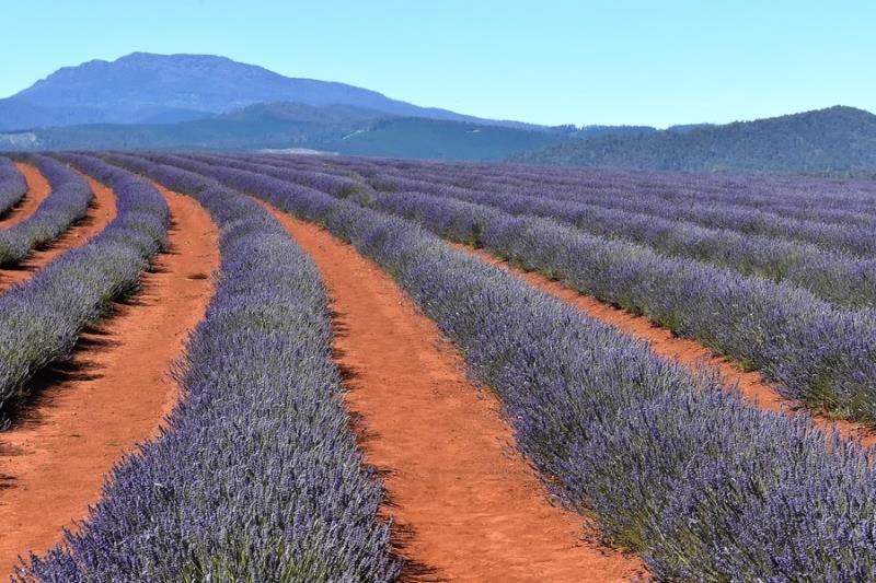 射手座今日运势查询,射手座未来三天运势
