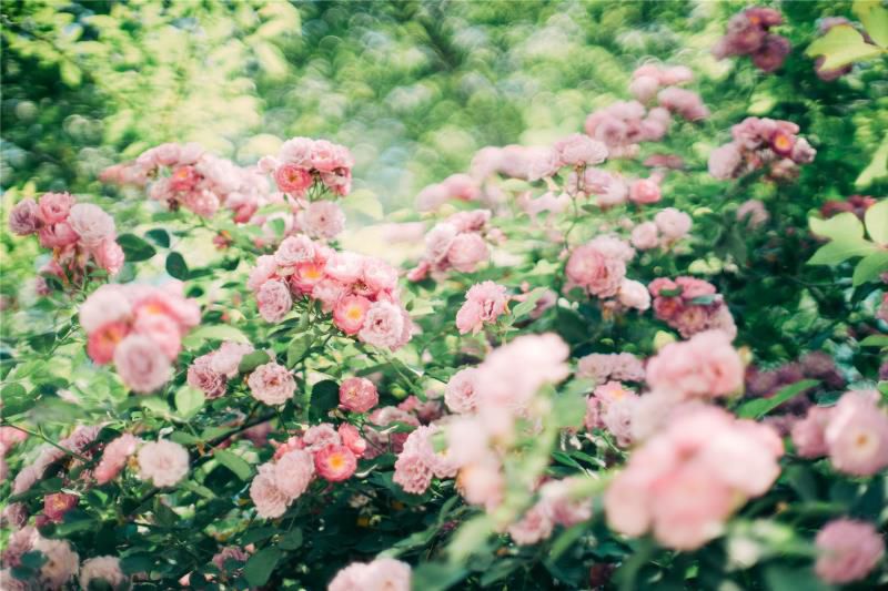 双鱼座本月运势,双鱼座最近要发生的事