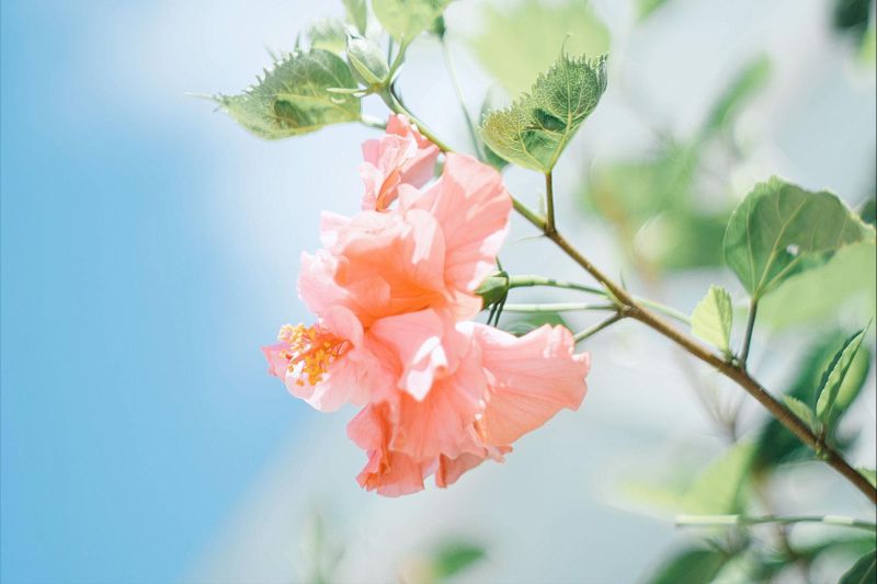 双鱼座本月运势,双鱼座最近要发生的事