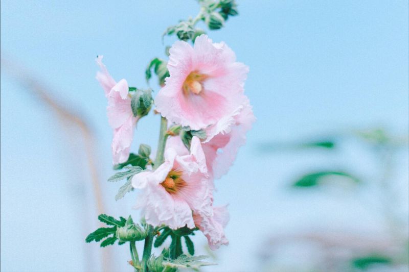 双鱼座本月运势,双鱼座最近要发生的事