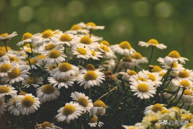 迦勒底星座运势,迦勒底星座运势网新浪博客