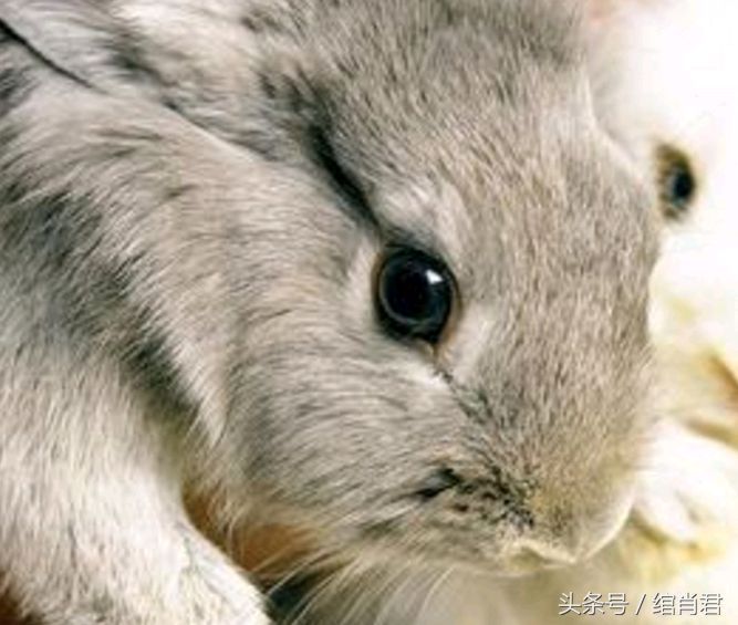 属兔的今日运程,75年属兔人47岁后运程