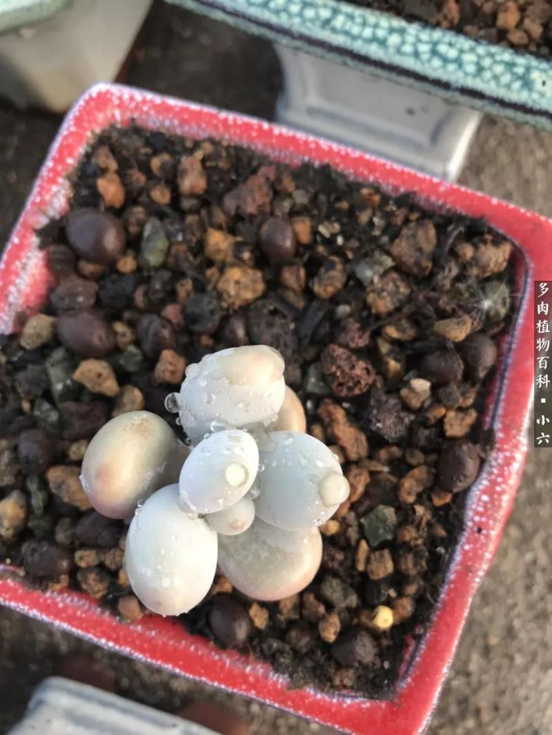 美人图 风中啸 在线阅读，   美人图 风中啸