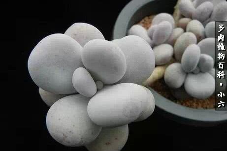 美人图 风中啸 在线阅读，   美人图 风中啸