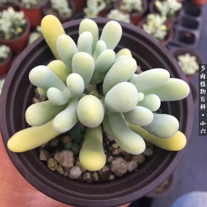 美人图 风中啸 在线阅读，   美人图 风中啸