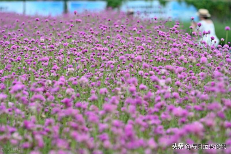 今天属虎的财运如何2020， 今天属虎的财运如何