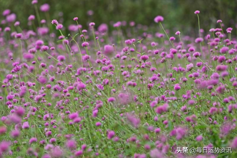 今天属虎的财运如何2020， 今天属虎的财运如何
