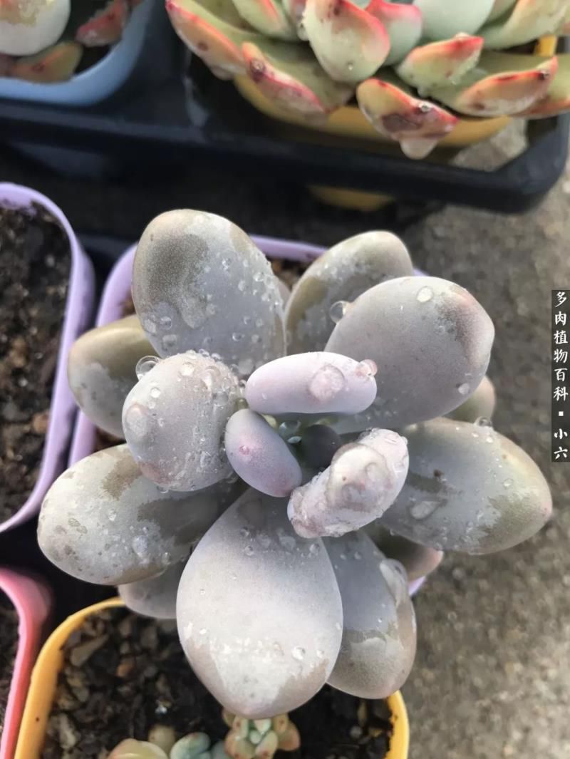 美人图 风中啸 在线阅读，   美人图 风中啸