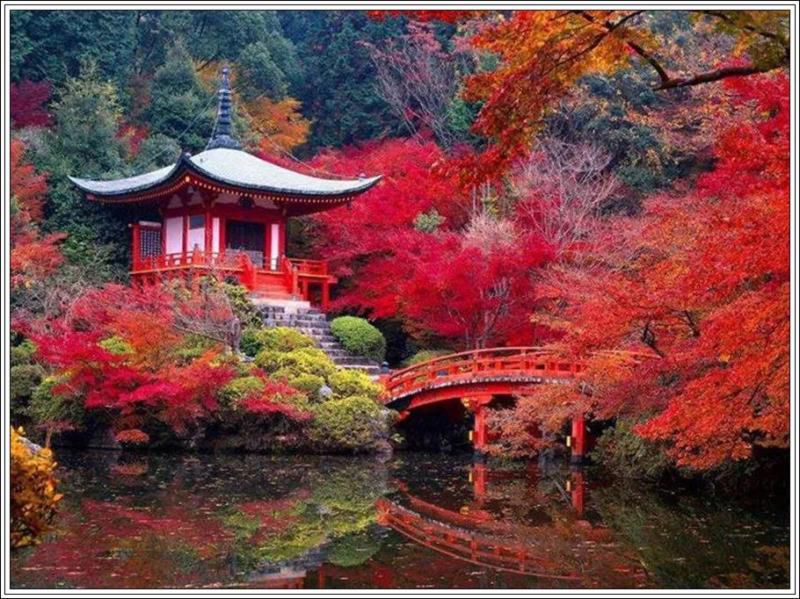 地球上最美的100张照片，标准兜财下巴图