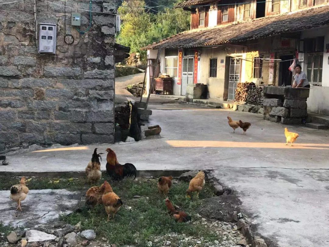 龙角骨和日月角的区别图片，标准龙角骨图片