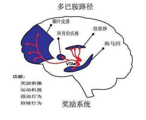 智商高的女人外貌特征，脑子转得快的女人特征