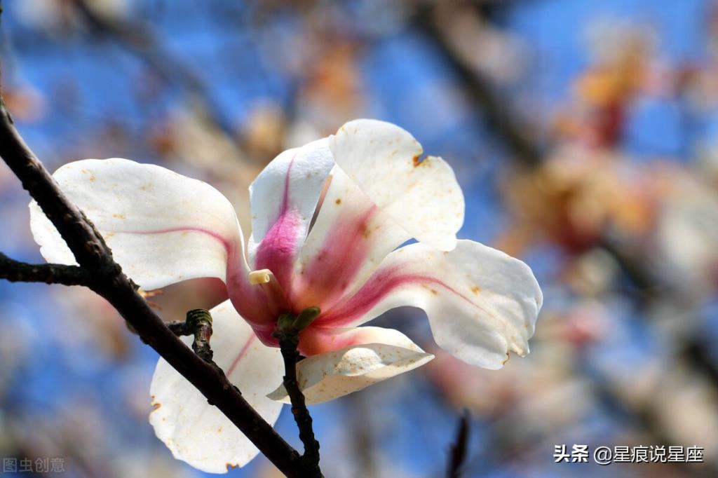 金牛座契合星座配对，金牛座斗不过的三大星座