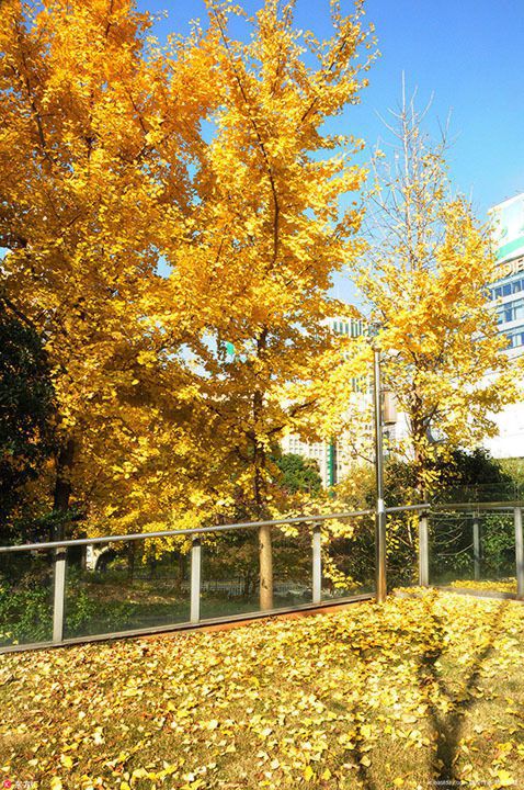 沪落叶景观接近尾声 市民争睹秋色余韵，新浪军事