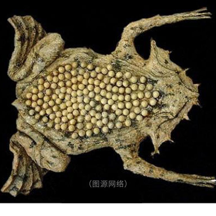 26种恐惧症测试图，5秒吓死人的照片