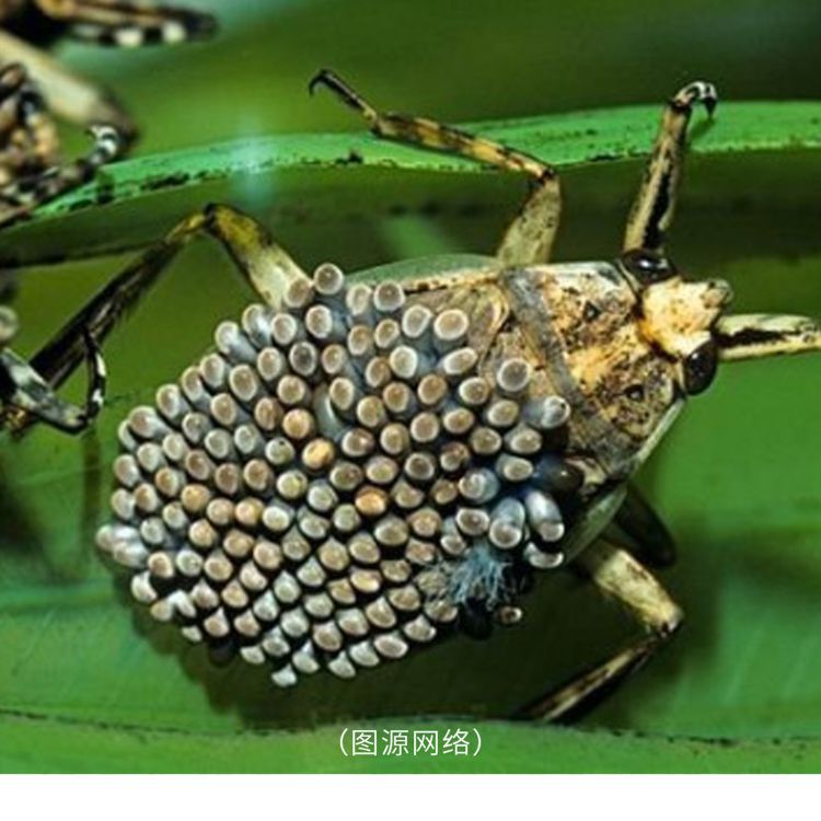 26种恐惧症测试图，5秒吓死人的照片
